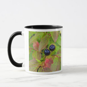 Rijpe huckleberries in de Flathead National Mok