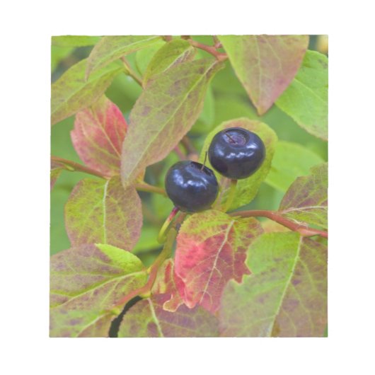 Rijpe huckleberries in de Flathead National Notitieblok (Voorkant)