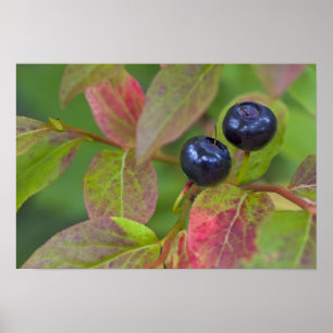 Rijpe huckleberries in de Flathead National Poster