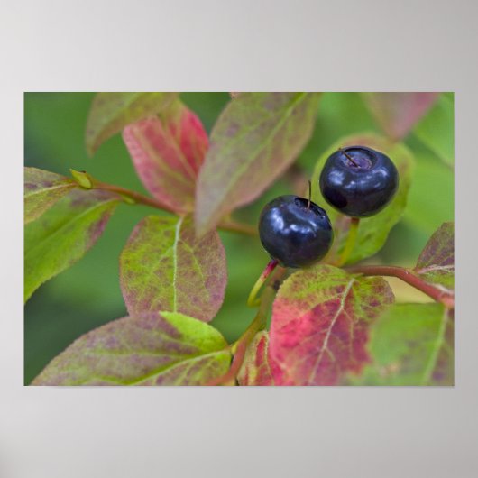 Rijpe huckleberries in de Flathead National Poster (Voorkant)