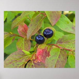 Rijpe huckleberries in de Flathead National Poster