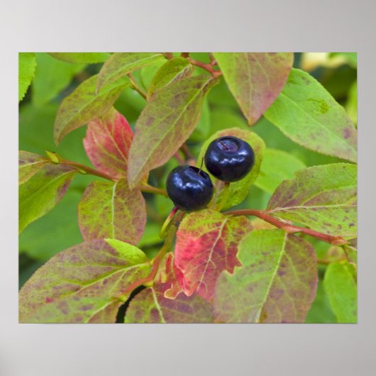 Rijpe huckleberries in de Flathead National Poster (Voorkant)