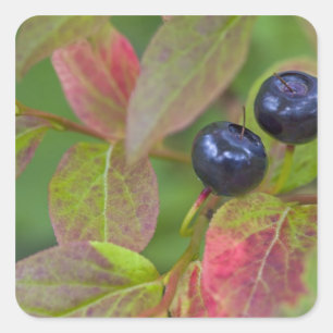 Rijpe huckleberries in de Flathead National Vierkante Sticker