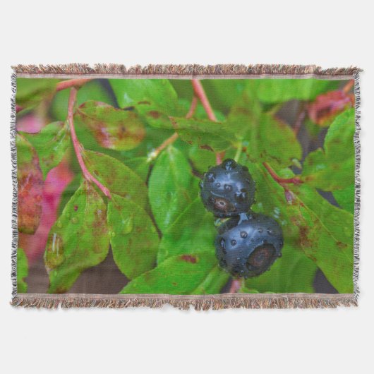 Rijpe huckleberries in een lichte regen deken (Voorkant)