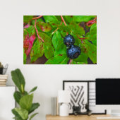 Rijpe huckleberries in een lichte regen poster (Thuiskantoor)