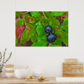 Rijpe huckleberries in een lichte regen poster (Keuken)