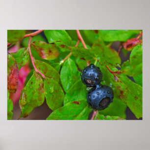 Rijpe huckleberries in een lichte regen poster
