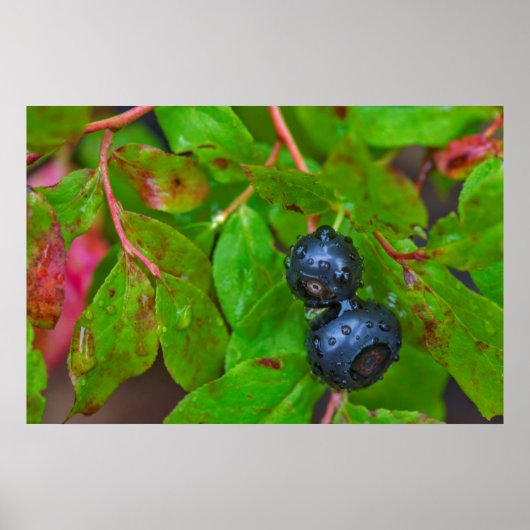Rijpe huckleberries in een lichte regen poster (Voorkant)