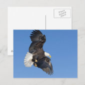 Rijpe kale adelaar in vlucht met vleugels uitgespr briefkaart (Voorkant / Achterkant)