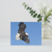 Rijpe kale adelaar in vlucht met vleugels uitgespr briefkaart (Staand voorkant)