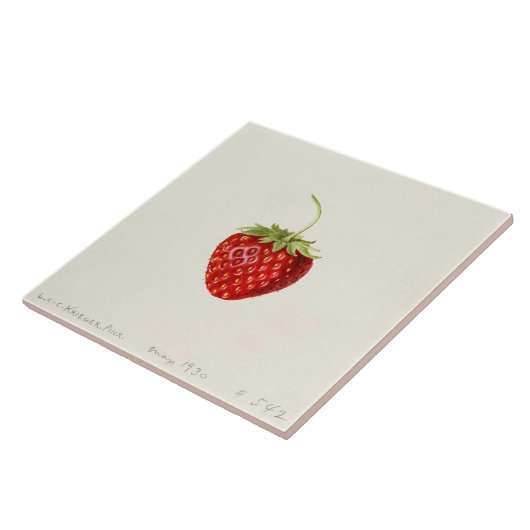 Rijpe rode aardbei (Louis C.C. Krieger) Tegeltje (Zijkant)