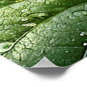 Rijpe rode frambozen poster (Hoek)