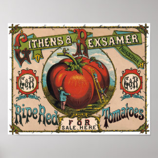 rijpe rode tomaten Poster