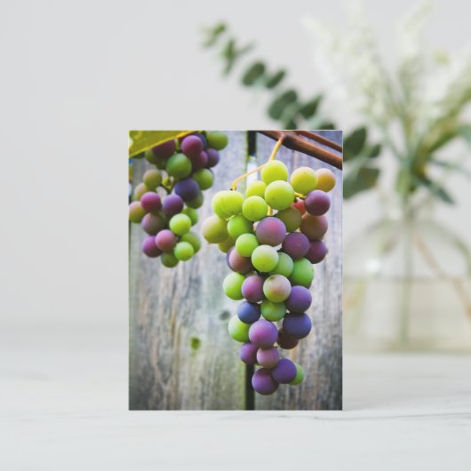 rijpende druiven briefkaart (Staand voorkant)