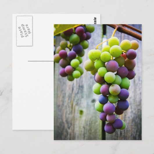 rijpende druiven briefkaart (Voorkant / Achterkant)