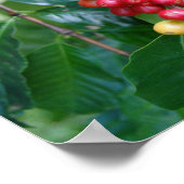 Rijpende Kona koffie kersen, Hawaï Poster (Hoek)