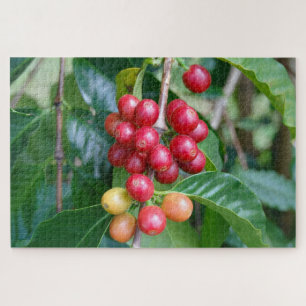 Rijpende Konaćoffie-bessen, Hawaï Legpuzzel