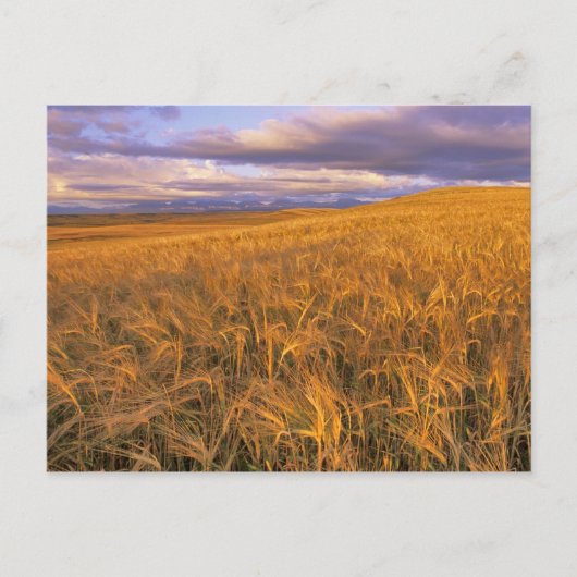 Rijpingsveld voor gerst langs de Rocky Briefkaart (Voorkant)