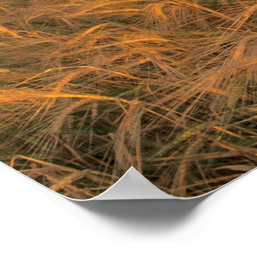 Rijpingsveld voor gerst langs de Rocky Poster (Hoek)