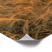 Rijpingsveld voor gerst langs de Rocky Poster (Hoek)