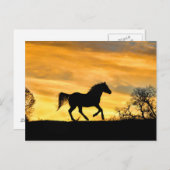 rijppaarden op het ZonnesetBriefkaart Briefkaart (Voorkant / Achterkant)