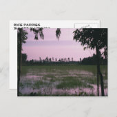 Rijst Paddies Briefkaart (Voorkant / Achterkant)
