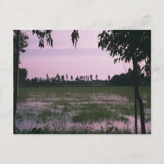 Rijst Paddies Briefkaart (Voorkant)