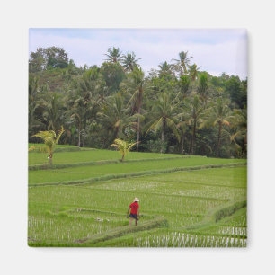 Rijst Paddys Ubud Bali Magneet