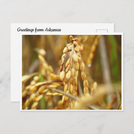 Rijstbriefkaart Briefkaart (Voorkant / Achterkant)