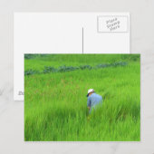Rijstoogst in Waegwan, Southkorea Briefkaart (Voorkant / Achterkant)