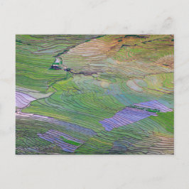 Rijstpaddenstoelen in Sapa Briefkaart
