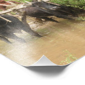 Rijstpaddies in Pokhara Foto Afdruk (Hoek)