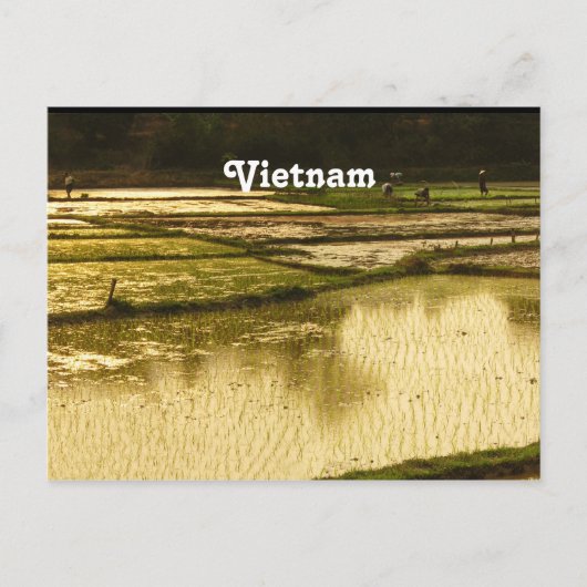 Rijstpadie Briefkaart (Voorkant)