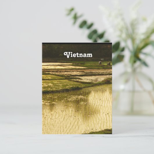 Rijstpadie Briefkaart (Staand voorkant)