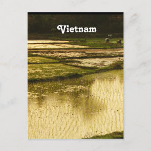 Rijstpadie Briefkaart
