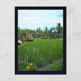 Rijstpadie, Ubud Bali, Indonesië Briefkaart