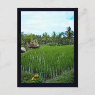 Rijstpadie, Ubud Bali, Indonesië Briefkaart