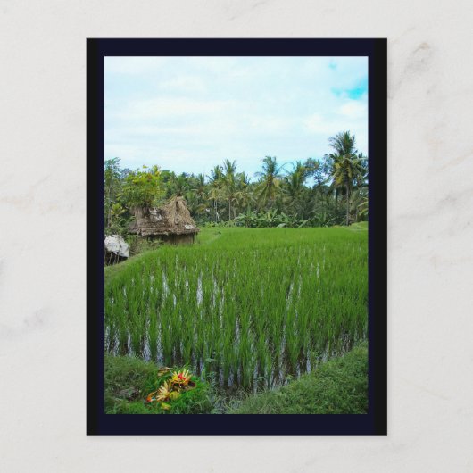 Rijstpadie, Ubud Bali, Indonesië Briefkaart (Voorkant)