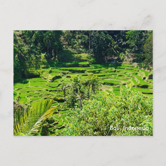 Rijstterrassen van Bali, Indonesië Briefkaart (Voorkant)