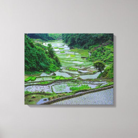 Rijstterrassen van Banaue, Luzon Canvas Afdruk (Voorkant)