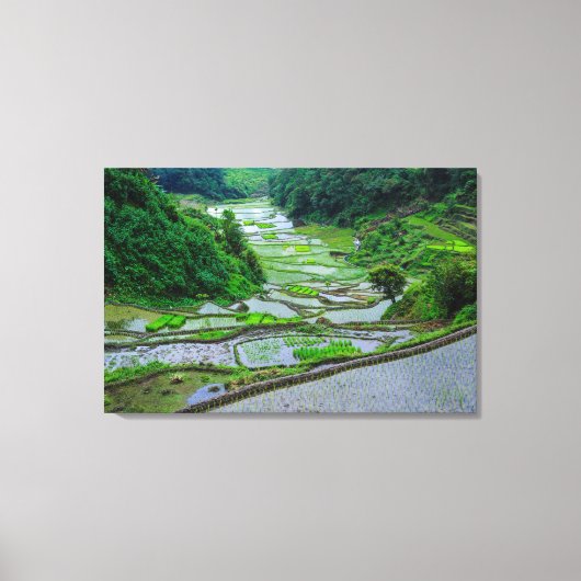 Rijstterrassen van Banaue, Luzon Canvas Afdruk (Voorkant)