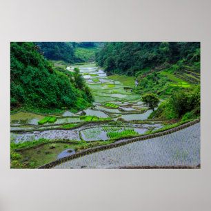 Rijstterrassen van Banaue, Luzon Poster