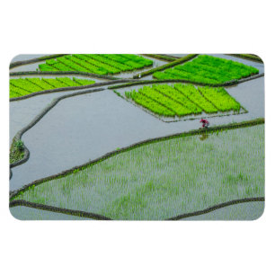 Rijstterrassen van Luzon Magneet