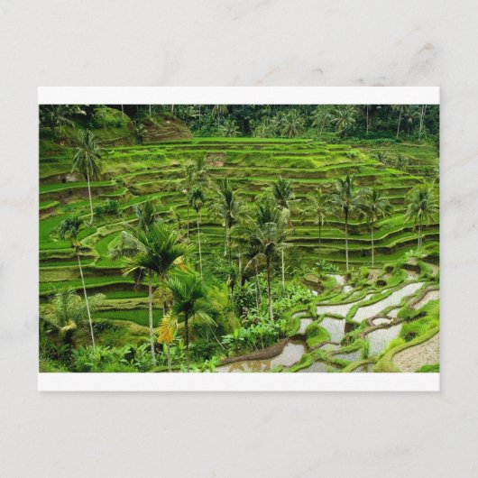 Rijstterrein op Bali Briefkaart (Voorkant)
