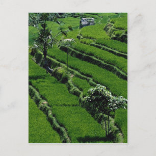 Rijstveld, Bali, Indonesië Briefkaart