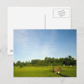 Rijstveld op Bali Briefkaart (Voorkant / Achterkant)