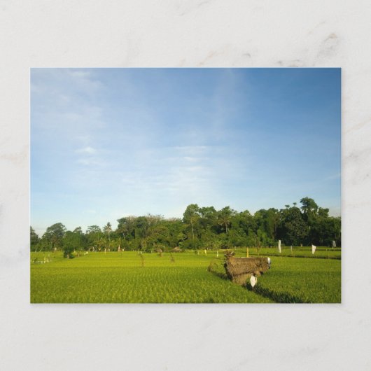 Rijstveld op Bali Briefkaart (Voorkant)
