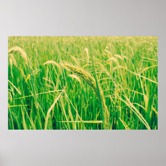 Rijstveld op het platteland en verse,  styleabstr poster