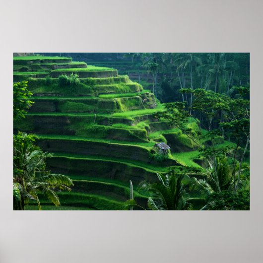 Rijstvelden Bali Indonesia Poster (Voorkant)