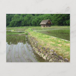 Rijstvelden: Gifu, Japan Briefkaart